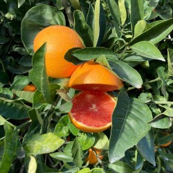 Orangenbaum 'Kirkwood'