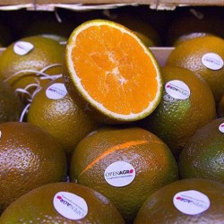Schoko-Orange (10 Kilo)